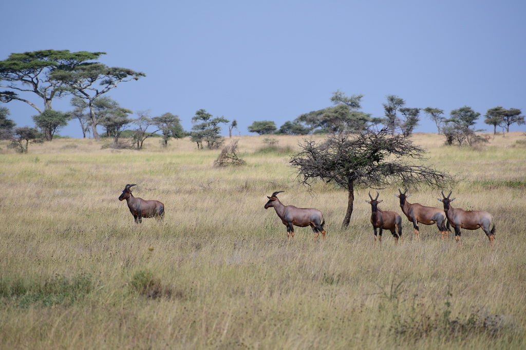 Central Serengeti